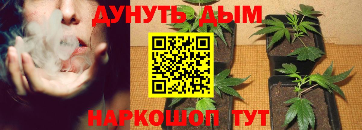 Марихуана конопля Новодвинск